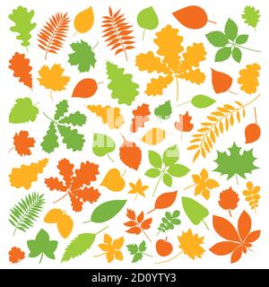Set of isolated colorful autumn leaves on a white background Stock Vector