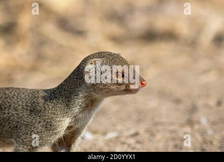 The Indian grey mongoose is a mongoose species native to the Indian subcontinent and West Asia. It is listed as Least Concern on the IUCN Red List. Stock Photo