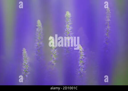 Wild blue lupine flowers with blur and pattern repetition Stock Photo