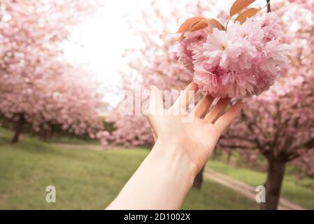 Hand reaching out to beautiful pink Sakura flowers - close up of cherry blossoms in spring Stock Photo