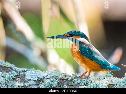 i beautiful kingfisher fishing some fishes in a lake Stock Photo