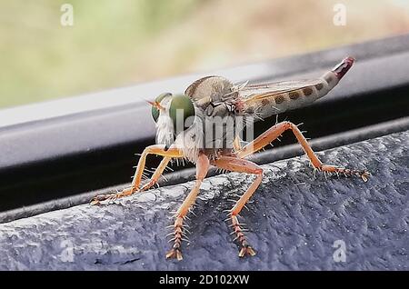 Asilidae are the robber fly family, also called assassin flies Stock ...