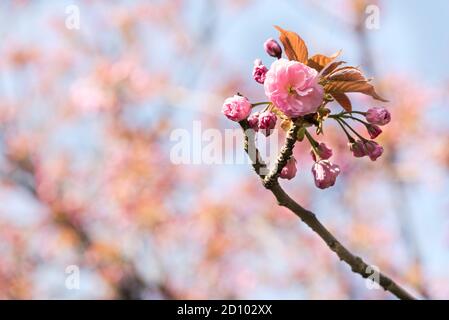 Close up of single pink Sakura flower and buds against blue sky - cherry blossom trees in spring - copy space Stock Photo