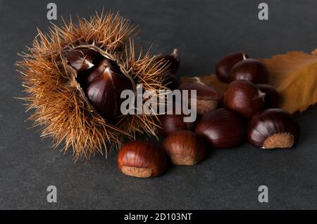 Bunch of chestnuts on rock table with a full hedgehog and a leave Stock Photo