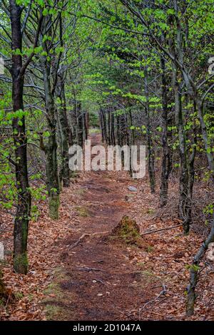 Beech trees plantation reforestation in Tirslund, Denmark Stock Photo