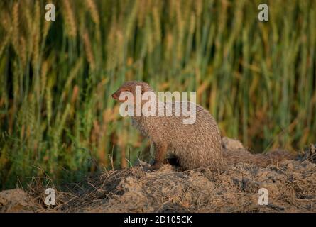 The Indian grey mongoose is a mongoose species native to the Indian subcontinent and West Asia. It is listed as Least Concern on the IUCN Red List. Stock Photo