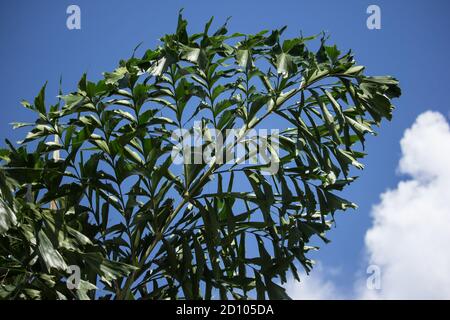 Green Fishtail Palm tree or Jaggery Palm plant Stock Photo