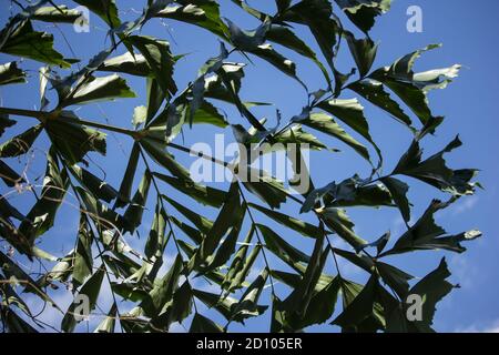 Green Fishtail Palm tree or Jaggery Palm plant Stock Photo