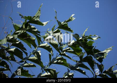 Green Fishtail Palm tree or Jaggery Palm plant Stock Photo