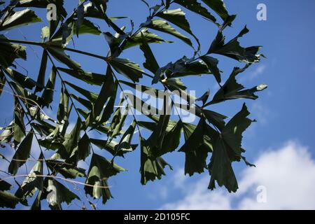 Green Fishtail Palm tree or Jaggery Palm plant Stock Photo