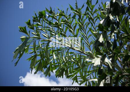 Green Fishtail Palm tree or Jaggery Palm plant Stock Photo