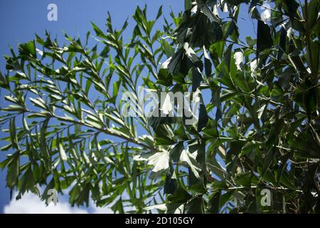 Green Fishtail Palm tree or Jaggery Palm plant Stock Photo