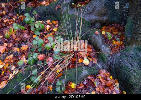 Fallen autumn leaves in small puddles of rain water amid the roots of a Beech tree on a woodland floor . Stock Photo