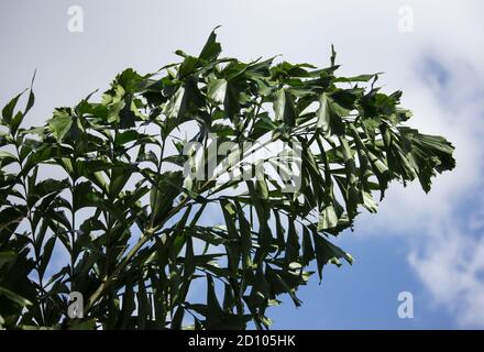 Green Fishtail Palm tree or Jaggery Palm plant Stock Photo