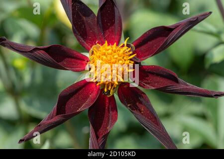 Close up of a Verrones Obsidian dahlia flower in bloom Stock Photo