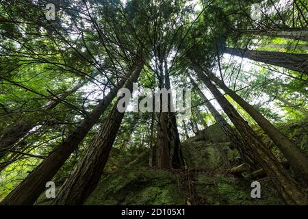 Looking up into a canopy of trees, surrounded by branches and leaves. Stock Photo