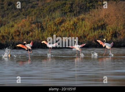 Flamingo flock landing  in a lake Stock Photo