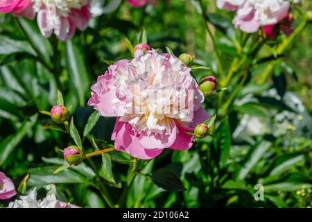Large frilly pink and white 'Bowl of Beauty' paeony flowers, flowering in a garden in Surrey, England in late spring / early summer Stock Photo
