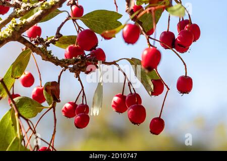 Crataegus, commonly called hawthorn, is a large genus of shrubs in the family Rosaceae. They are found in Europe, Asia and North America. Shallow dept Stock Photo