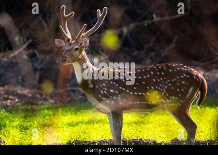 The chital, also known as spotted deer, chital deer, and axis deer, is a species of deer that is native to the Indian subcontinent Stock Photo