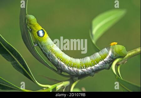 Moth caterpillar - Daphnis nerii Stock Photo