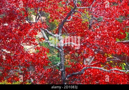 Maple tree in fall colors , North America Stock Photo