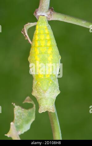 Swallowtail butterfly -  Papilio machaon - pupa hang from astem Stock Photo