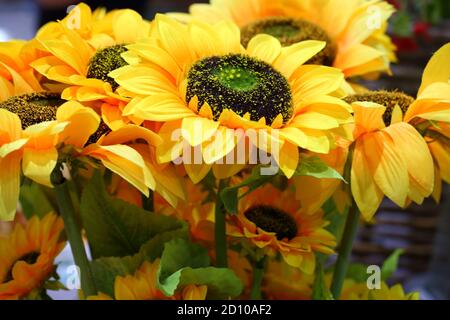 Decorative sunflowers in a floor vase Stock Photo