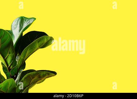 A Fiddle Leaf Fig or Ficus lyrata with large, green, shiny leaves planted isolated on yellow background. Home gardening. Banner with copy space Stock Photo