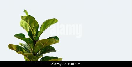 A Fiddle Leaf Fig or Ficus lyrata with large, green, shiny leaves planted isolated on yellow background. Home gardening. Banner with copy space Stock Photo