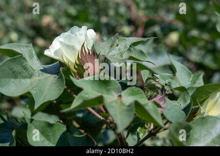 Cotton flower in cotton field Stock Photo