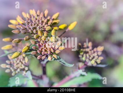 Close up of Red Russian Kale buds (Brassica oleracea) Ready to flower.  Beautiful detail shot of yellow and purple closed buds with purple stems. Stock Photo