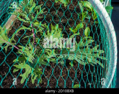 Red Russian Kale plant and other plants protected with netting. Pesticide-free protection from Cabbage White Butterfly: laying eggs on leaves. Stock Photo