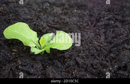 Single lettuce seedling early mornings, with water drops on leaves. Cabbage lettuce (Lactuca sativa). Close up. Plant started from seed in April. Stock Photo