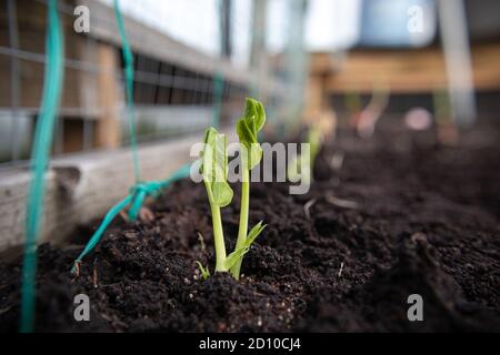 Pea seedling in vegetable bed. Close up. Rooftop garden. Snow Peas, Sugar Peas or Snap Peas. Early spring planting. Soft bokeh background with netting Stock Photo