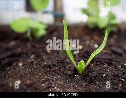 Spinach seedling. Close up. (Spinacia oleracea) Started from seed early spring. Cotyledons and first true leaves visible. Soft blurry pea plants in th Stock Photo