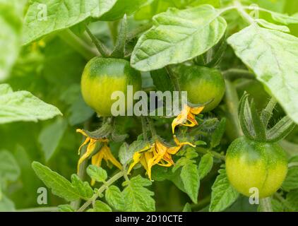 Unripe cherry tomatoes on twig. Close up. Several small green tomatoes and yellow flowers, framed with soft green tomato leaves. Cherry Bush Tomato. Stock Photo