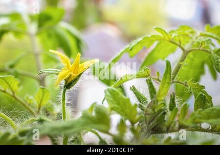 Close up of cherry tomato blossom. First yellow open flower. Soft closed buds and leaves. Tomato plant determinate 'Tumbling Tom Red' on window sill. Stock Photo