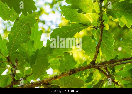 Sunshine shining through canopy of Oak tree leaves in English woodland Stock Photo