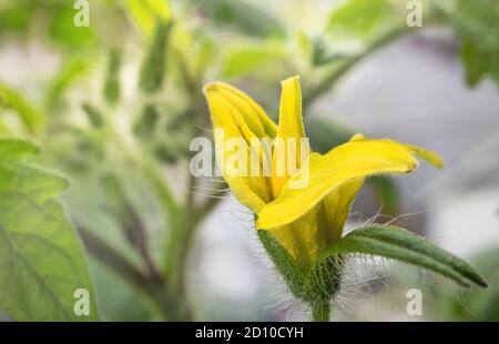 Close of tomato blossom. Single yellow open flower with soft green closed buds in background. Cherry tomato plant determinate 'Tumbling Tom Red'. Stock Photo