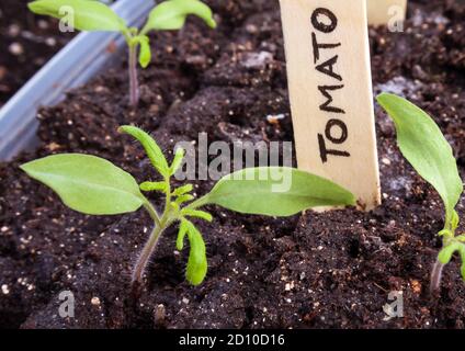 Tomato seedlings in container with wooden name tag. Close up. Started indoors. 'Tumbling Tom Red' is a cherry tomato plant for small spaces. Stock Photo