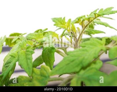 Young tomato seedling with first developing buds. Close up, macro. Foreground with soft green fresh leaves. Cherry tomato plant determinate 'Tumbling Stock Photo