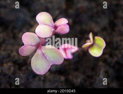 Turnip seedlings just sprouted. (Brassica rapa subsp. rapa) Purple Top Globe Turnip heirloom seeds. Top view of tiny purple and green leaves. Stock Photo