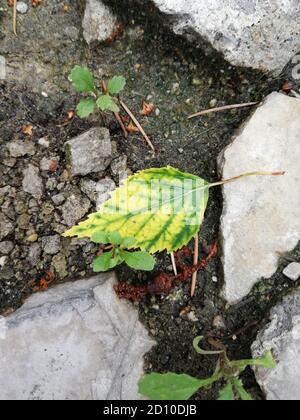 Green and yellow fallen leaf on the ground Stock Photo