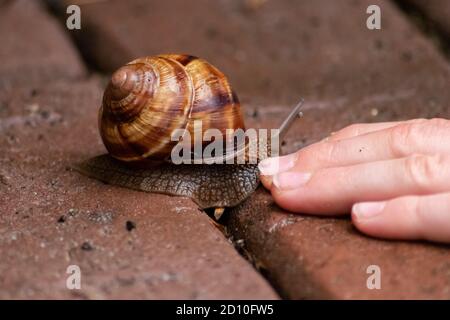 Big striped grapevine snail as pet is caught by a child hand for playing and analysis on a natural excursion and natural exploration as environmental Stock Photo