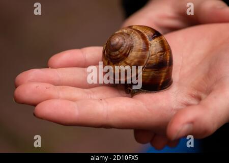 Big striped grapevine snail as pet is caught by a child hand for playing and analysis on a natural excursion and natural exploration as environmental Stock Photo