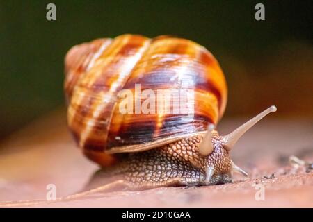 Big striped grapevine snail with a big shell in close-up and macro view shows interesting details of feelers, eyes, helix shell, skin and foot Stock Photo
