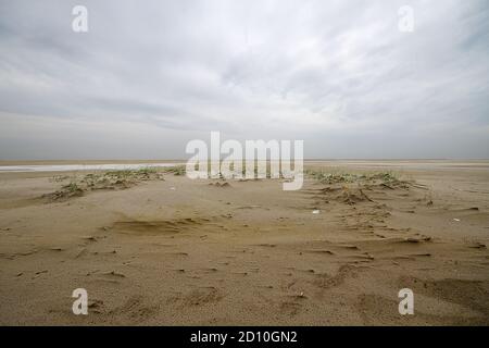 Dune forming on a stormy beach: Sand couch grass catches sand and forms embryonic dunes under a dark, threatening sky Stock Photo