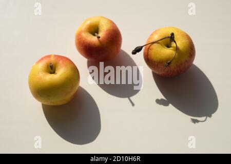 Three yellow orange apples on a white sunny table. Stock Photo