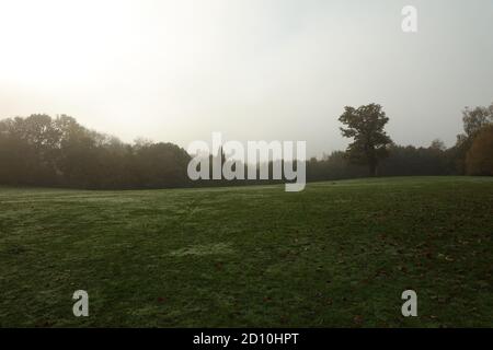 View of a wide open lawn area with woodland trees in the background in London on a misty  morning in autumn. Stock Photo